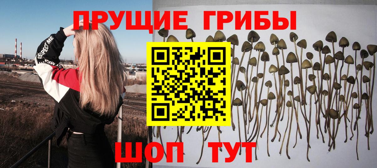 Галлюциногенные грибы мицелий Кисловодск